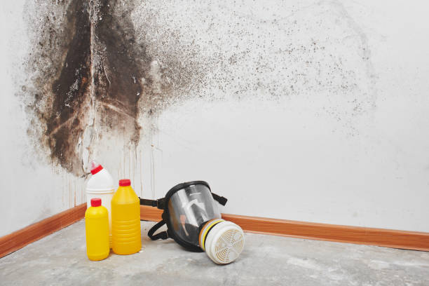 Dubach, LA Mold Removal Company