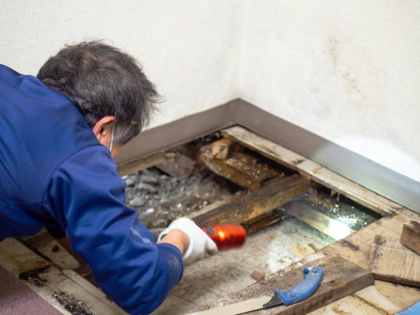 Best Mold Testing  in Dubach, LA