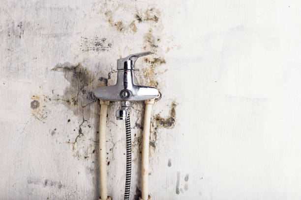 Best Toxic Mold Removal  in Dubach, LA