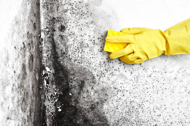 Best Black Mold Removal  in Dubach, LA