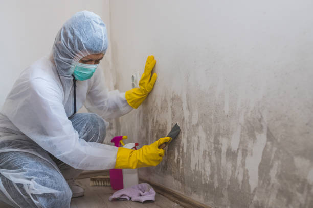 Best Mold Damage Repair  in Dubach, LA