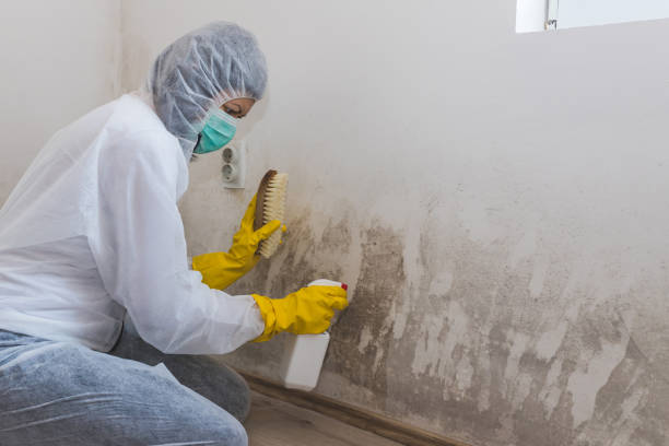Best Certified Mold Removal  in Dubach, LA
