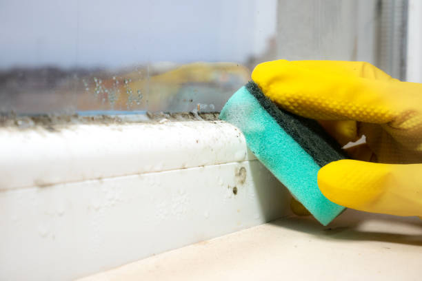 Best Mold Remediation Services  in Dubach, LA