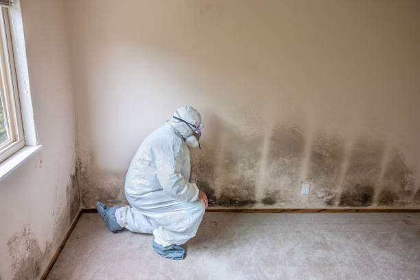 Best Professional Mold Removal  in Dubach, LA