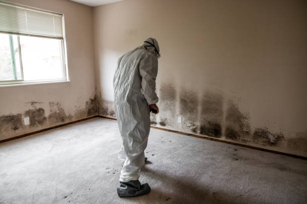 Best Best Mold Removal Companies  in Dubach, LA