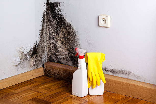 Best Mold Testing  in Dubach, LA