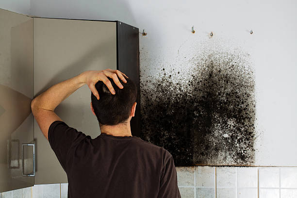 Best Mold Removal Near Me  in Dubach, LA